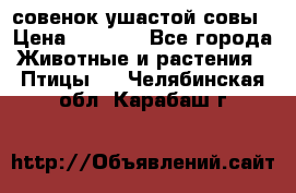 совенок ушастой совы › Цена ­ 5 000 - Все города Животные и растения » Птицы   . Челябинская обл.,Карабаш г.